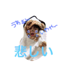 ゆったんの日常（個別スタンプ：13）