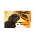 シンバ君（個別スタンプ：3）