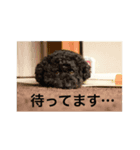 シンバ君（個別スタンプ：4）