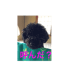 シンバ君（個別スタンプ：7）