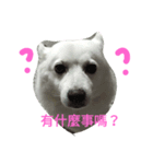 gogo！man-to（個別スタンプ：1）
