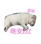 gogo！man-to（個別スタンプ：6）