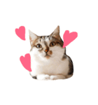 My love cat peechan！（個別スタンプ：1）