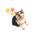 My love cat peechan！（個別スタンプ：4）