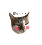 My love cat peechan！（個別スタンプ：5）