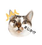 My love cat peechan！（個別スタンプ：9）