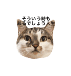 My love cat peechan！（個別スタンプ：14）
