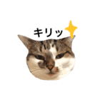 My love cat peechan！（個別スタンプ：15）