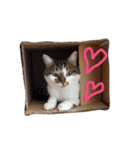 My love cat peechan！（個別スタンプ：17）
