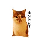 My love cat peechan！（個別スタンプ：18）