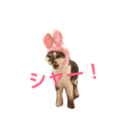 My love cat peechan！（個別スタンプ：23）