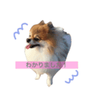 pome.everyday（個別スタンプ：3）