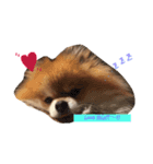 pome.everyday（個別スタンプ：8）