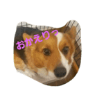 rpmnわんスタンプ（個別スタンプ：6）
