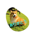 rpmnわんスタンプ（個別スタンプ：9）