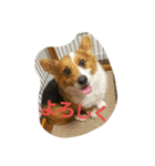 rpmnわんスタンプ（個別スタンプ：10）