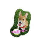 rpmnわんスタンプ（個別スタンプ：12）