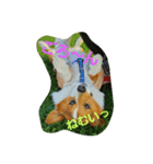 rpmnわんスタンプ（個別スタンプ：16）