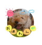 my dog .....（個別スタンプ：2）