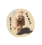 my dog .....（個別スタンプ：4）