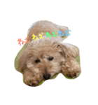 my dog .....（個別スタンプ：5）