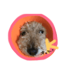 my dog .....（個別スタンプ：9）