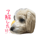 he is kaikun（個別スタンプ：10）