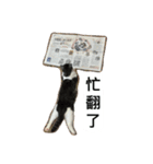 Stupid Cats（個別スタンプ：1）