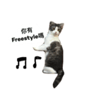 Stupid Cats（個別スタンプ：3）