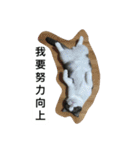Stupid Cats（個別スタンプ：4）