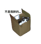 Stupid Cats（個別スタンプ：5）