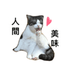 Stupid Cats（個別スタンプ：6）