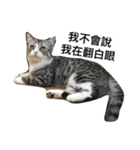 Stupid Cats（個別スタンプ：7）