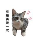 Stupid Cats（個別スタンプ：9）