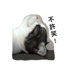 Stupid Cats（個別スタンプ：10）