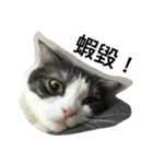 Stupid Cats（個別スタンプ：11）