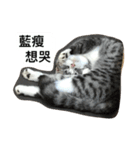 Stupid Cats（個別スタンプ：13）