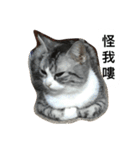 Stupid Cats（個別スタンプ：15）