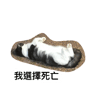 Stupid Cats（個別スタンプ：16）