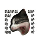 Stupid Cats（個別スタンプ：17）