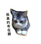 Stupid Cats（個別スタンプ：19）