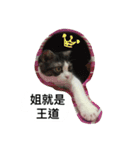 Stupid Cats（個別スタンプ：20）
