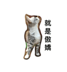Stupid Cats（個別スタンプ：21）