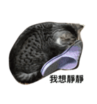 Stupid Cats（個別スタンプ：22）