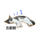 Stupid Cats（個別スタンプ：23）