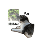 Stupid Cats（個別スタンプ：24）