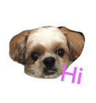 teaboylife（個別スタンプ：1）