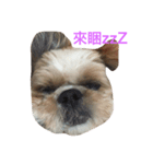 teaboylife（個別スタンプ：4）