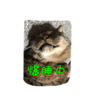 胡麻之介（個別スタンプ：2）