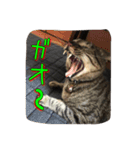 胡麻之介（個別スタンプ：3）